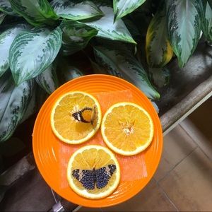 Meet your Posher, Maddy